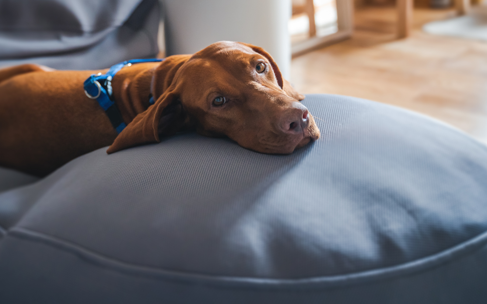 Renters’ Rights Act: New UK Pet Rules From 1 May 2026