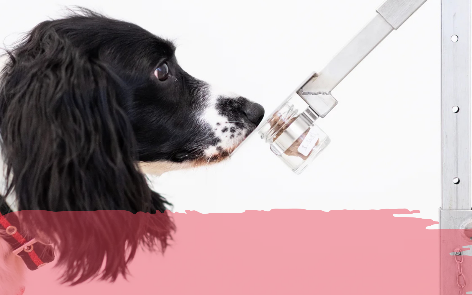 Dogs can detect cancer