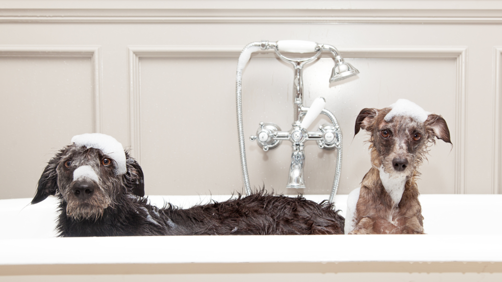 two dogs in a bath - find a good dog groomer