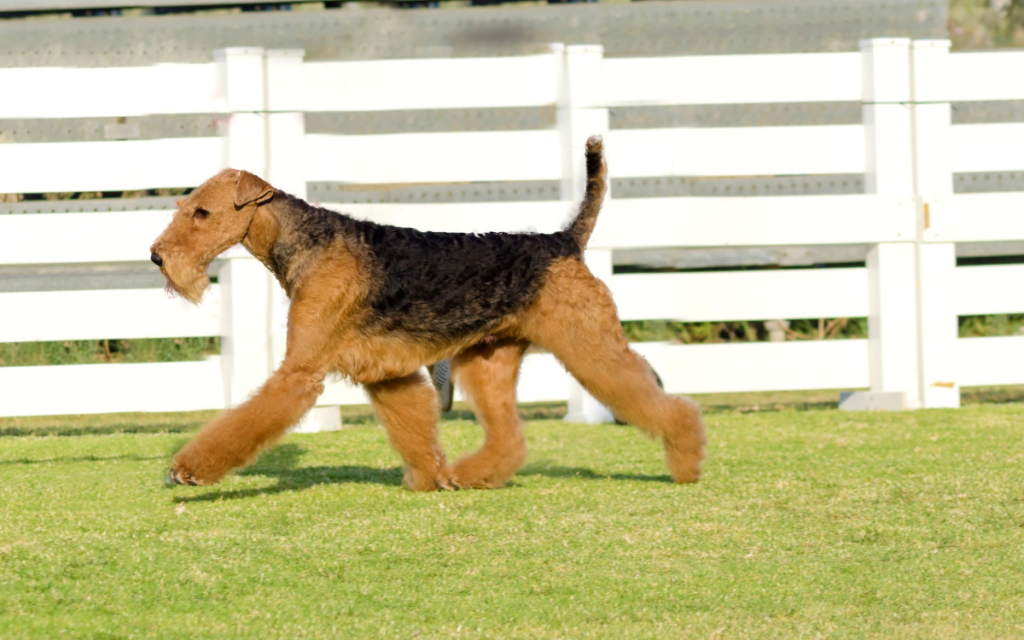 airedale terrier - large dogs who don't shed