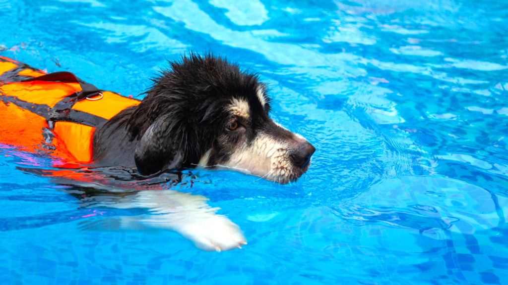 dog hydrotherapy benefits