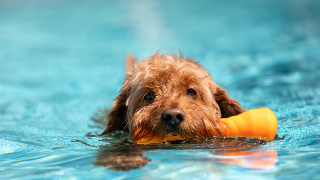 dog swimming in hydrotherapy pool