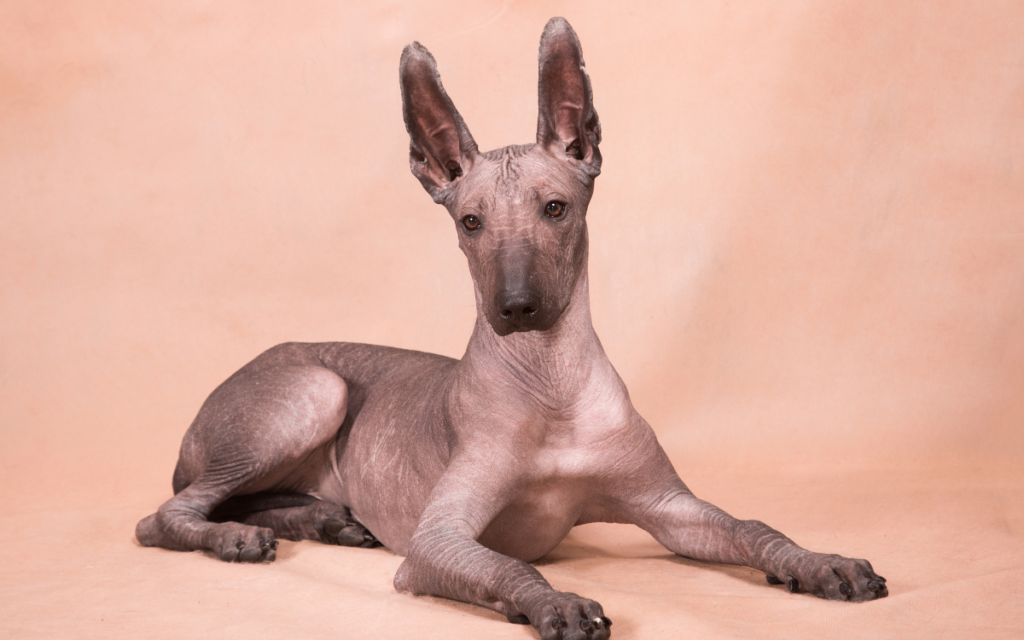 hairless dogs