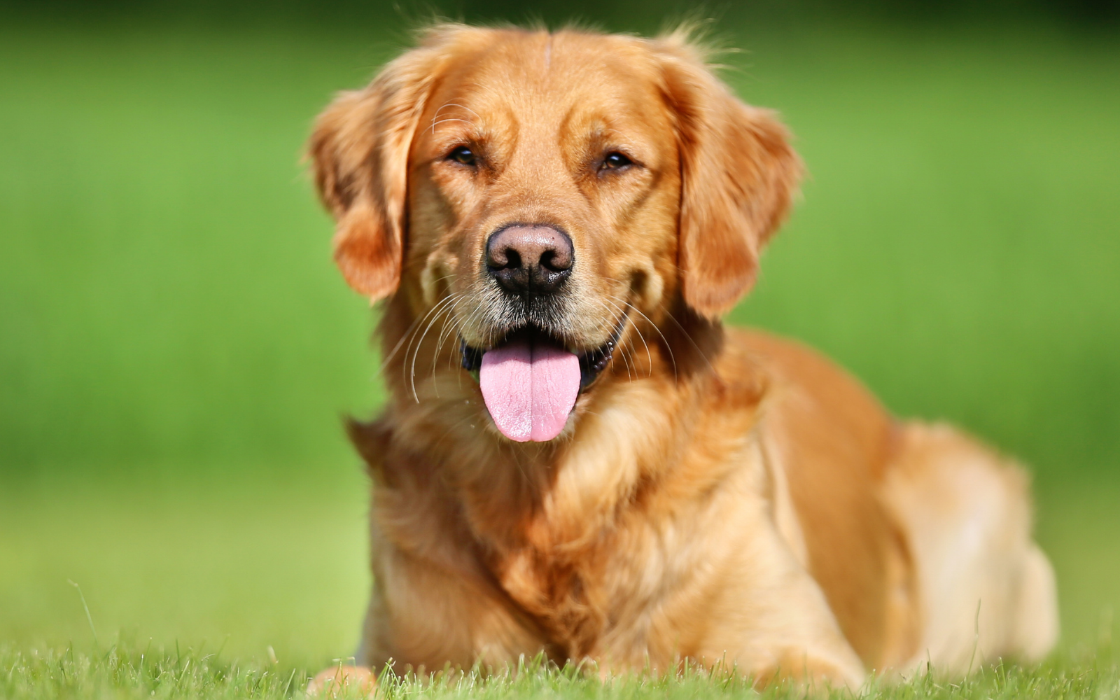 Could Dog Licences Return? New Research Explores UK Dog Control Costs