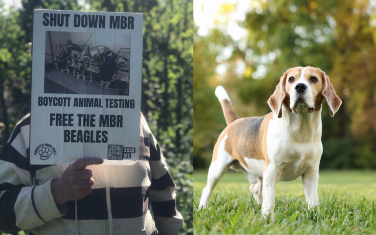 Campaigners Target Barclays Over Alleged Links to Beagle Breeding Facility