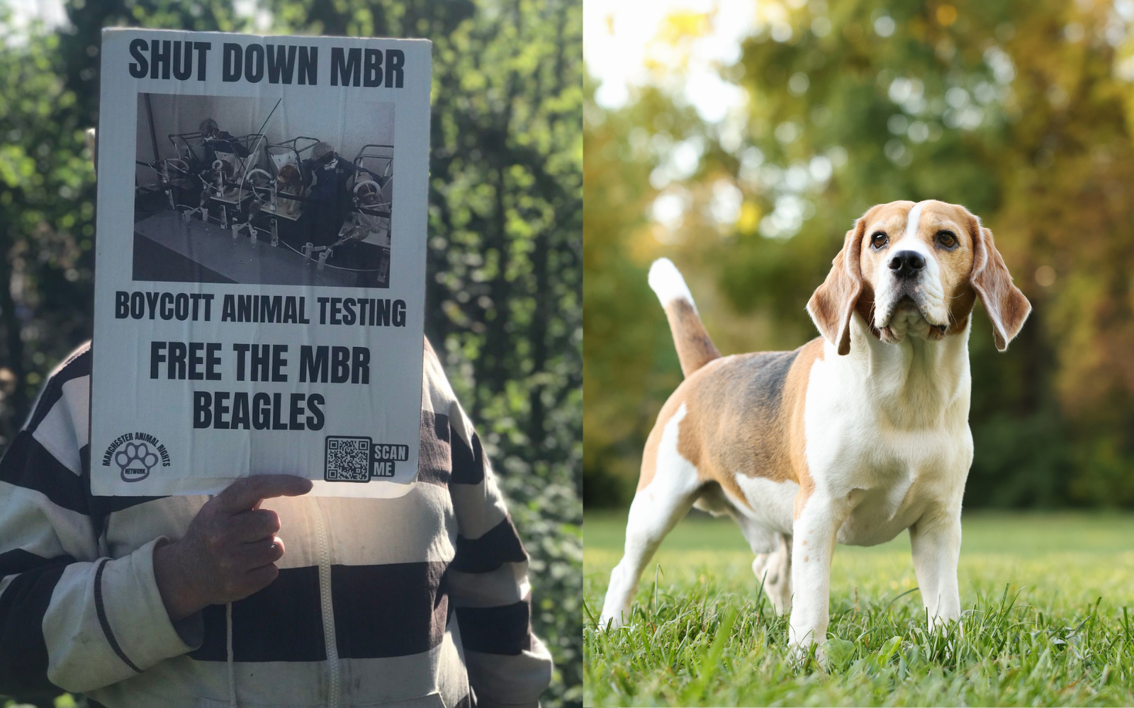 Campaigners Target Barclays Over Alleged Links to Beagle Breeding Facility