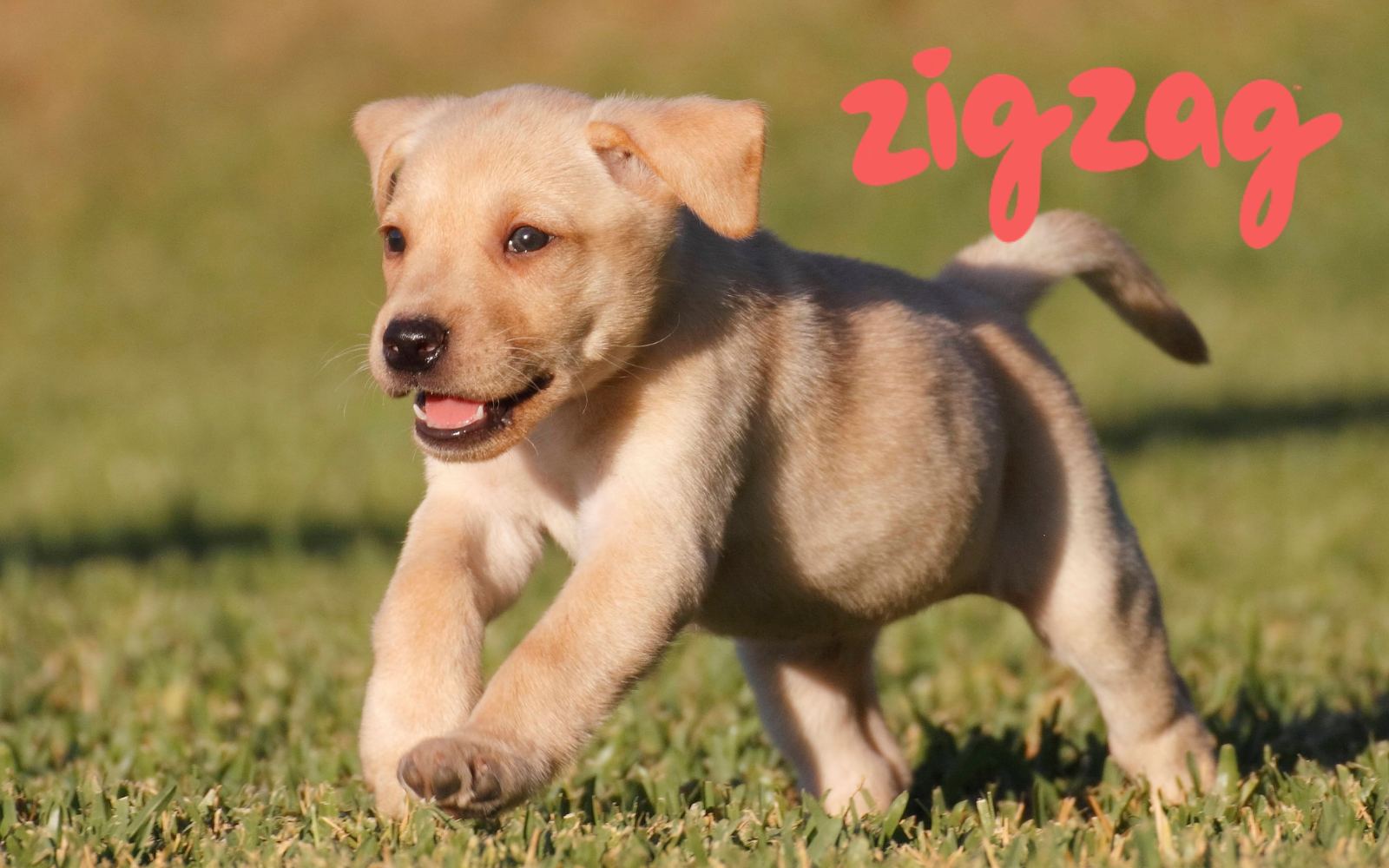 UK-based puppy training app Zigzag has launched its first fully localised French-language experience.