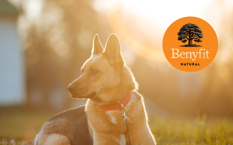 Benyfit Natural has announced the launch of a new dog-friendly iced cream range.