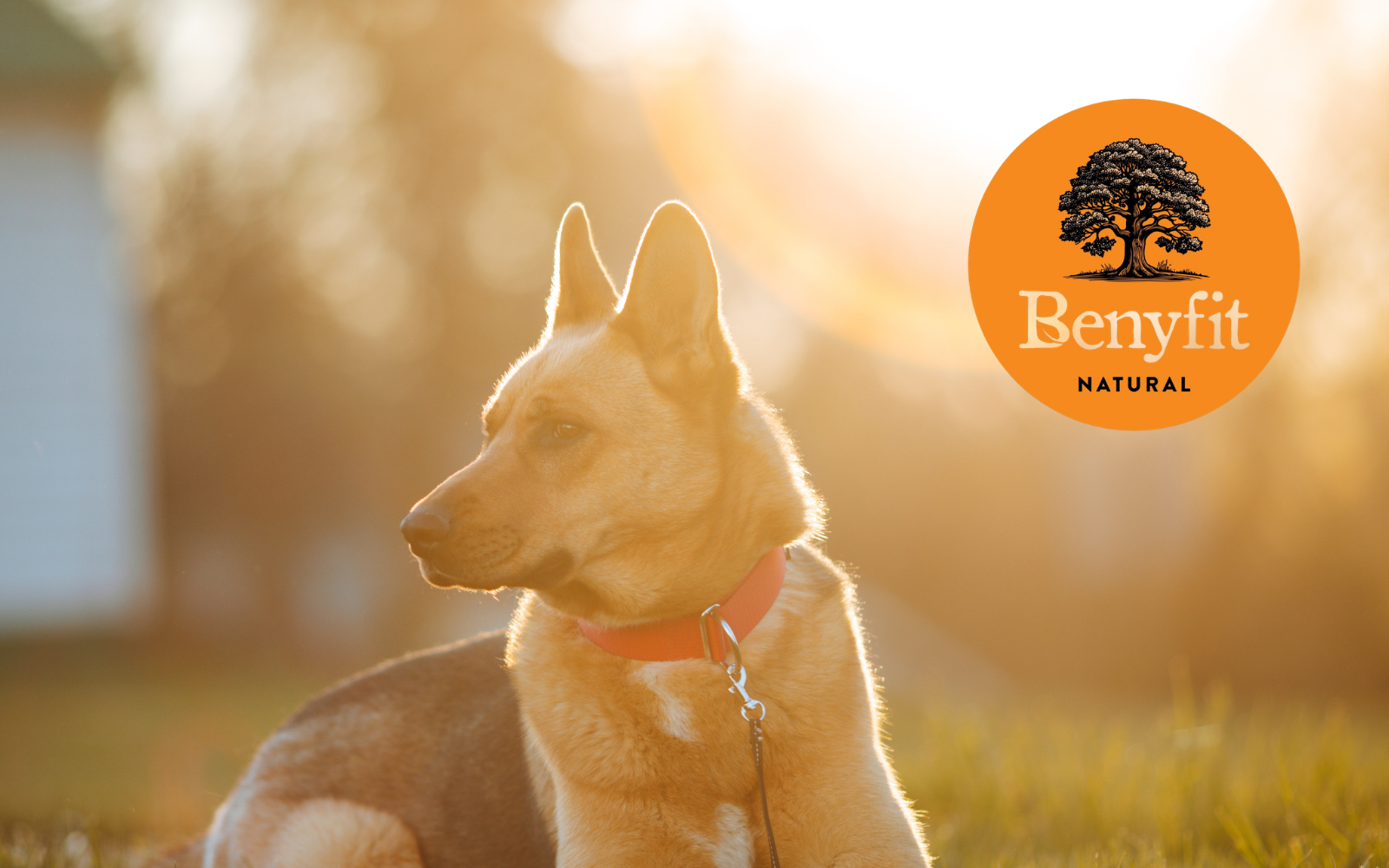 Benyfit Natural has announced the launch of a new dog-friendly iced cream range.
