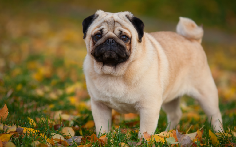 French Bulldog, Pug and Bulldog registrations continue to fall, Royal Kennel Club figures show