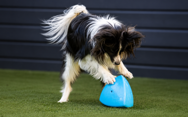 Play9 Roolo Toy now stocked at Jollyes