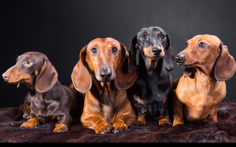 Smooth-coated dachshunds show poorer spinal health in new international study