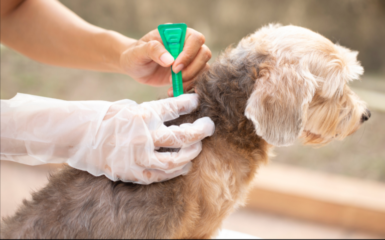 House of Lords calls for end to over-the-counter flea and tick treatments