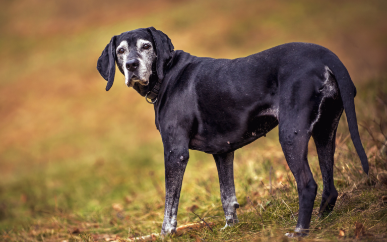 Could dogs live longer? Scientists test drugs designed to slow canine ageing