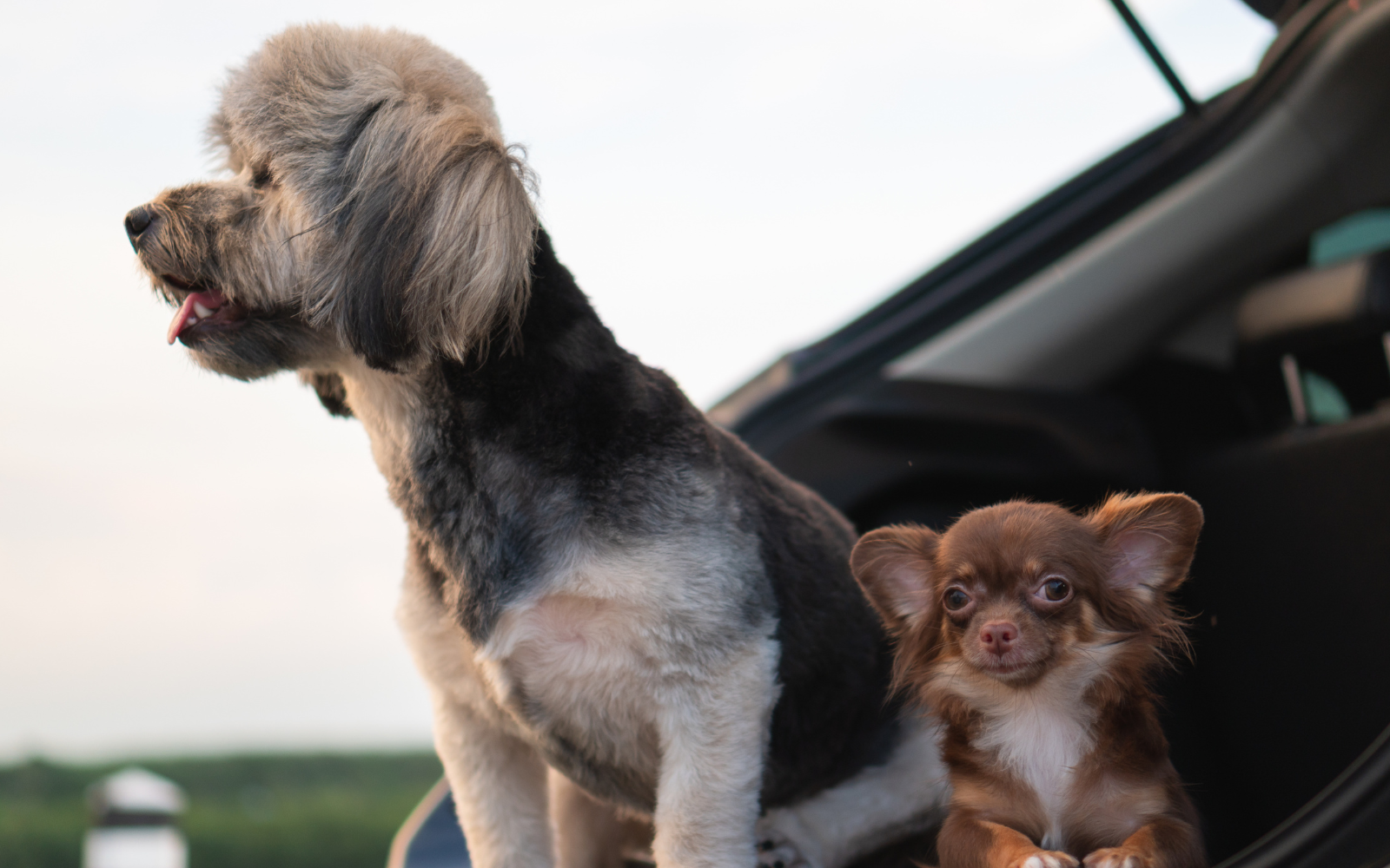 Do I Need an Animal Health Certificate to Travel with My Dog from Great Britain in 2026?