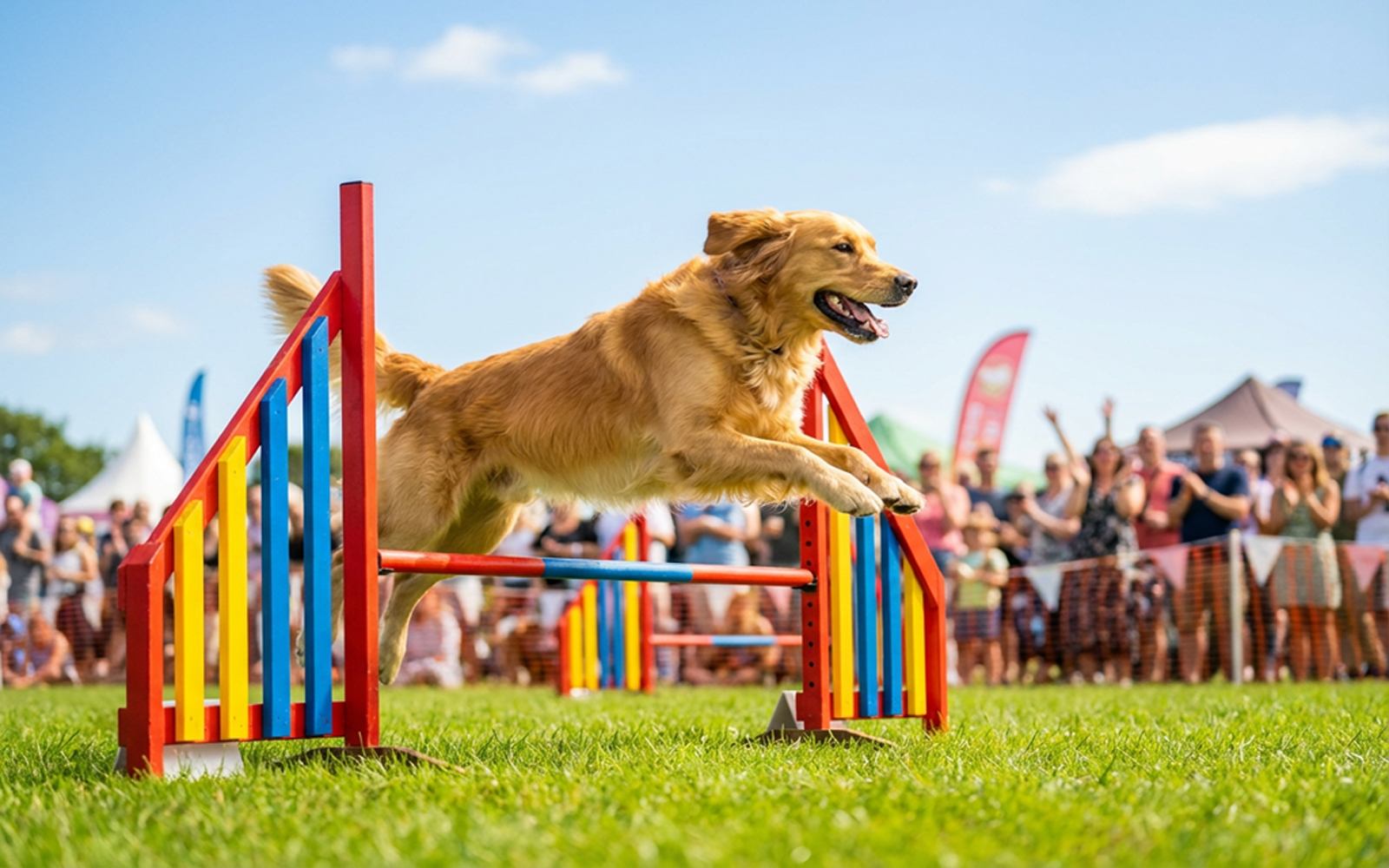 A golden retriever leaping over a colourful agility jump at an outdoor dog festival