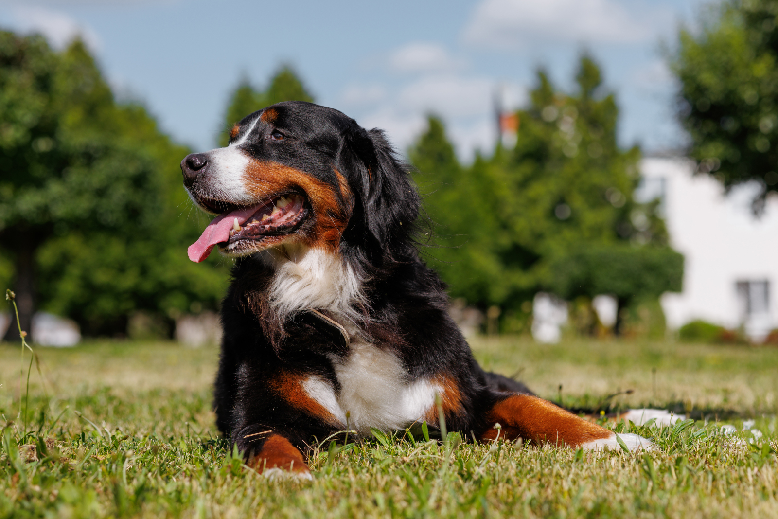 A Bernese Mountain Dog lying on grass in a sunny park with tongue out and trees in the background.