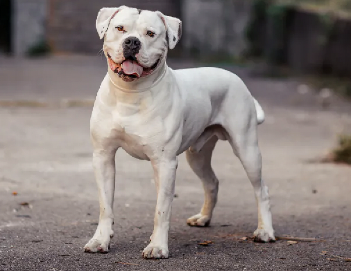 The 4 Dog Breeds Banned in the UK - Animal Corner