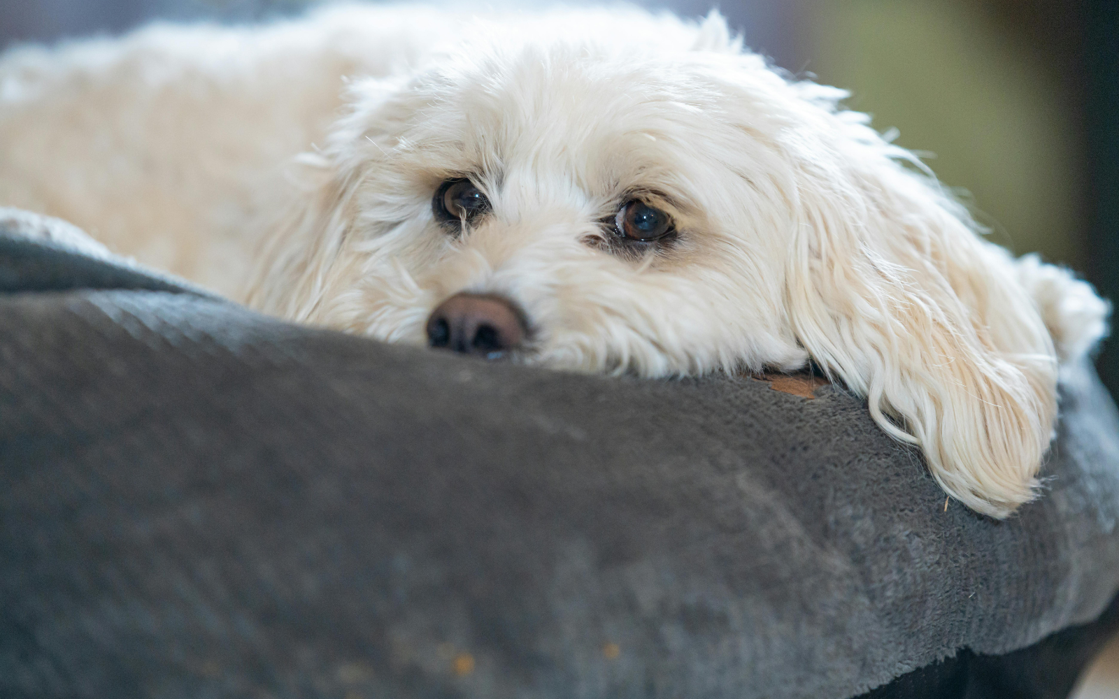 Can dogs have autism?