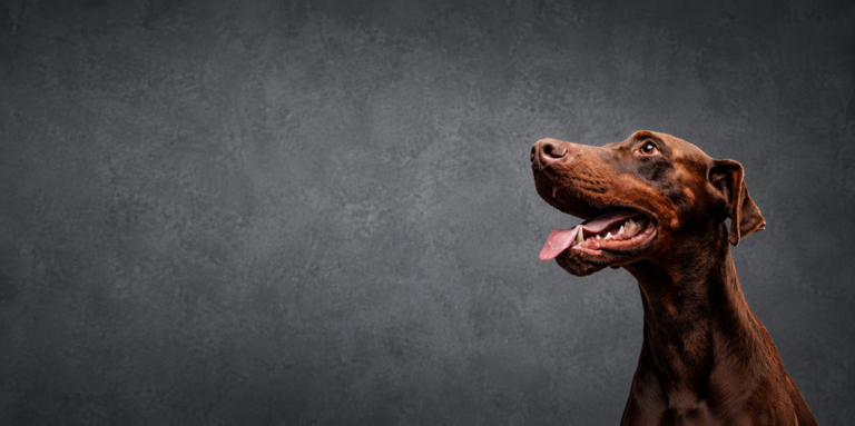 Serbian Researchers Report First Documented RFAV Infection in Domestic Dogs