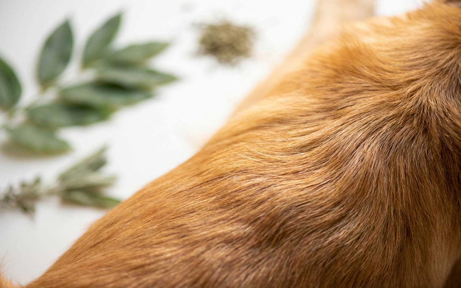 Close-up of healthy dog coat and skin showing benefits of probiotic pet care