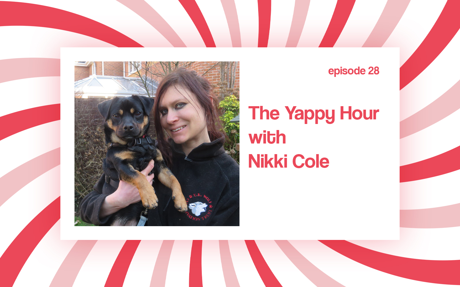 Discover the English Toy Terrier with Nikki Cole. Vulnerable Breeds, Responsible Breeders & Choosing a Dog Responsibly