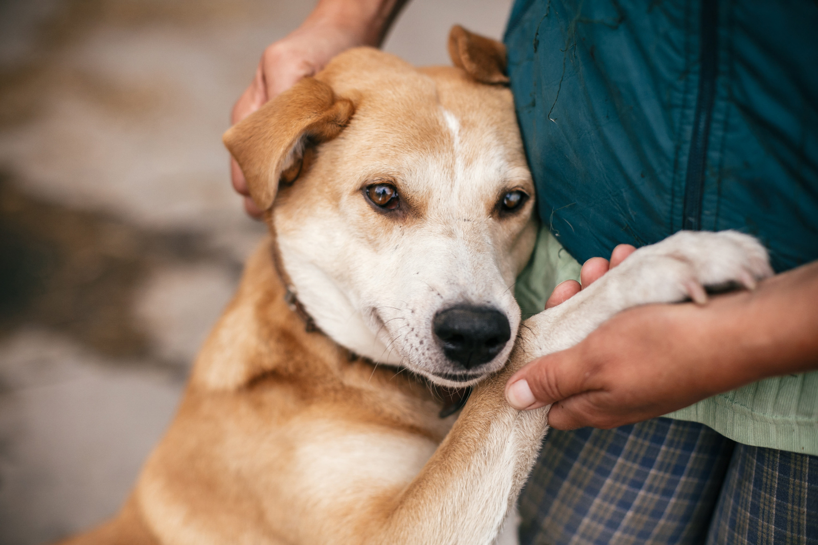 Dog being gently held and comforted by a person, showing calm, safe handling and emotional security.