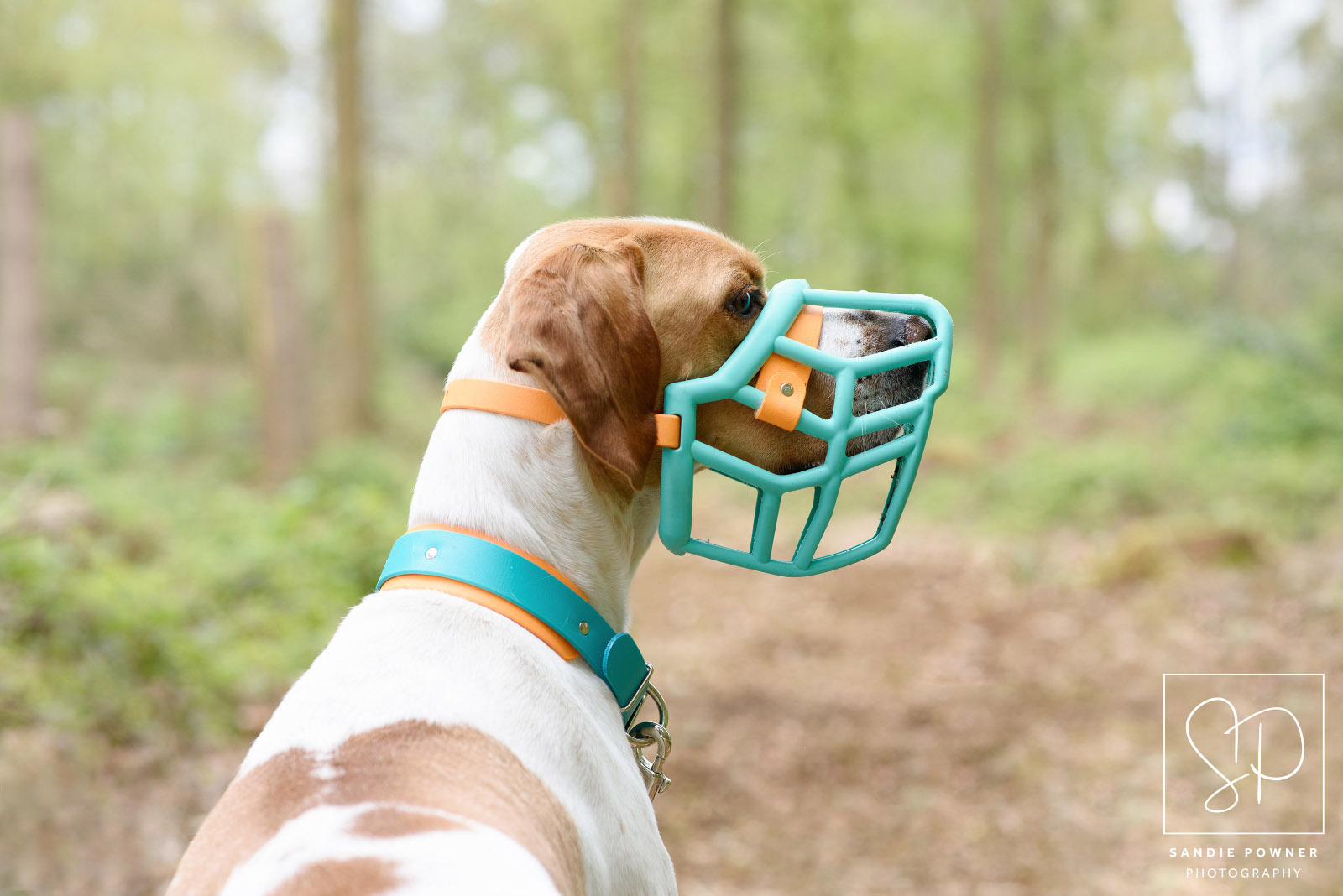 Dog in colourful, safe and funky muzzle by The Muzzle Movement.jpg