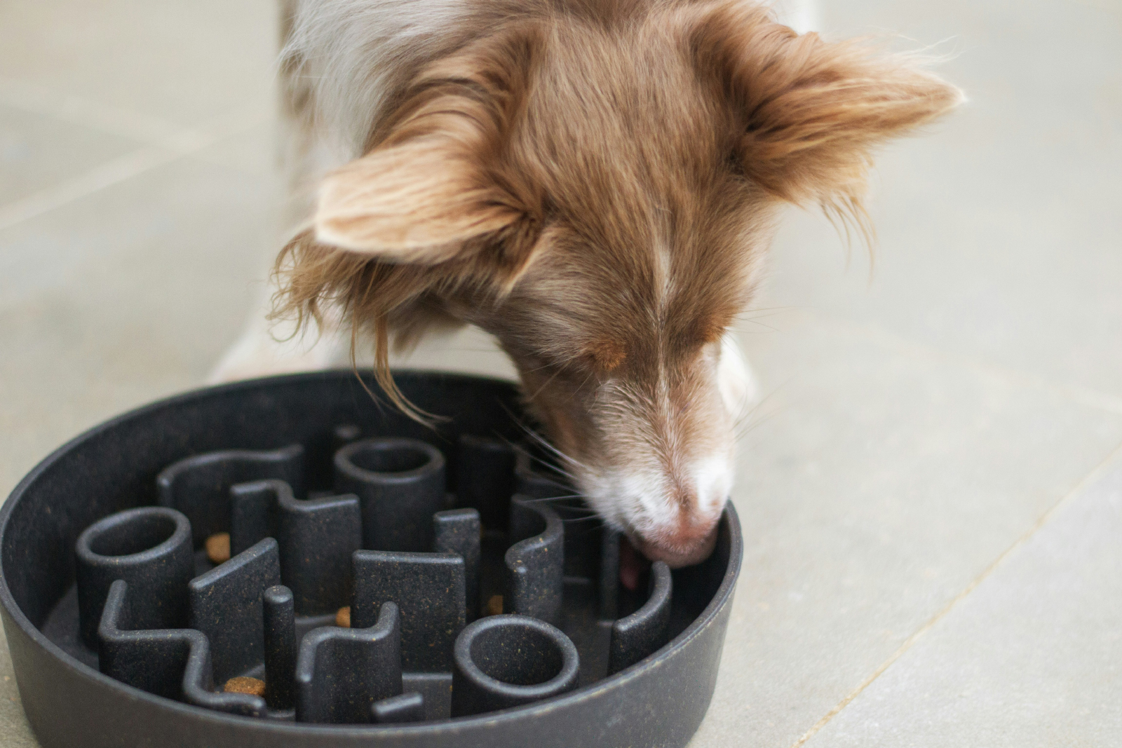 Dog using a puzzle feeder to enjoy calm enrichment and mental stimulation at home.