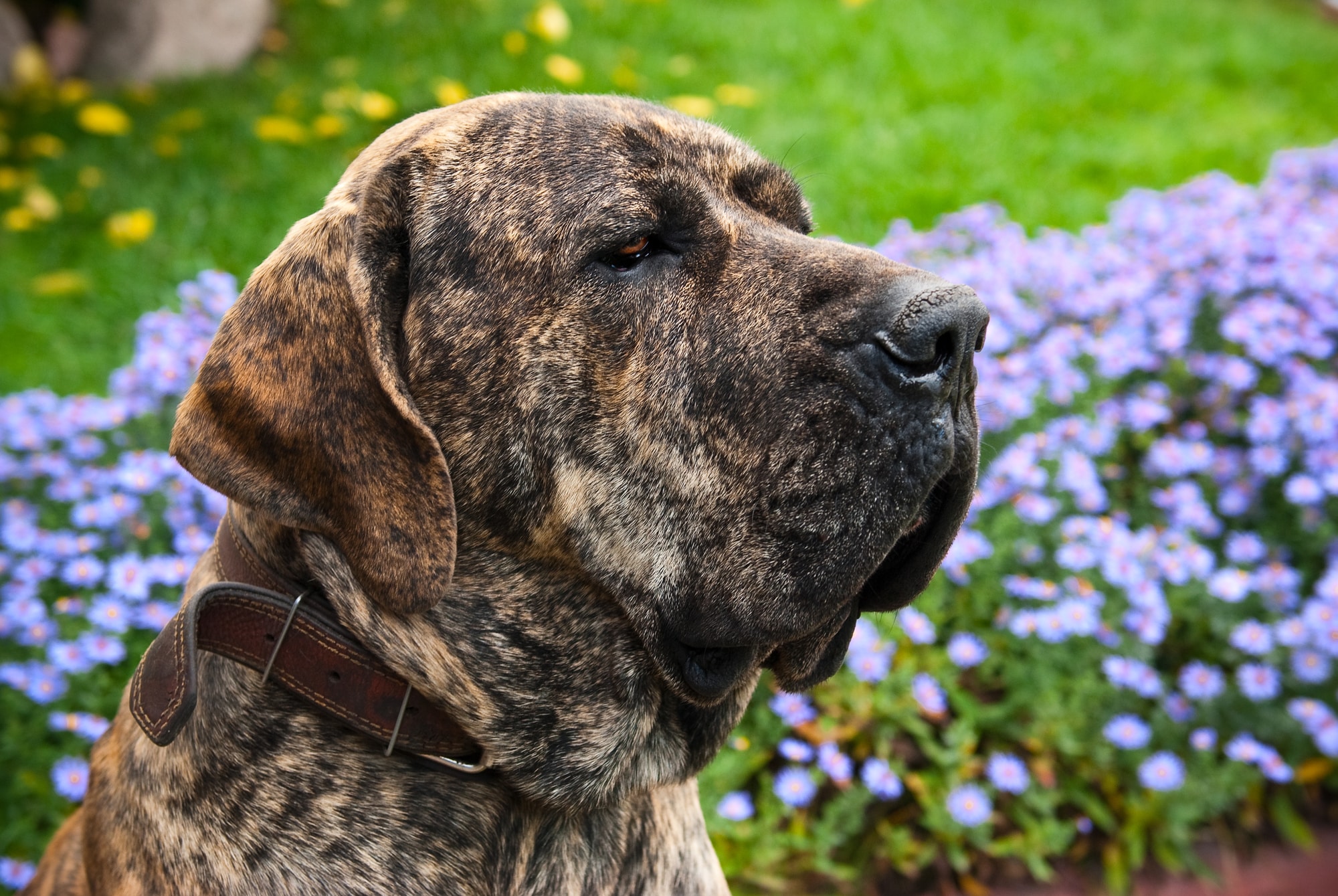 Fila Brasileiro: Why Are They Banned in the UK? - London Updates