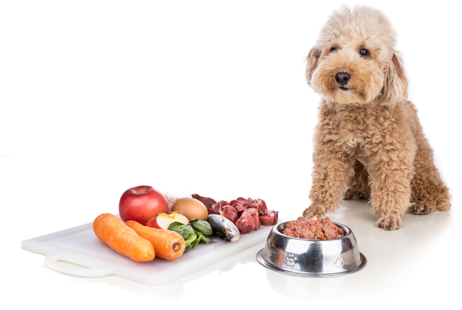 A light brown poodle is seated next to a variety of raw foods on a cutting board, including vegetables, an apple, an egg, and raw meat, with a bowl of prepared pet food in the foreground, all against a white background.