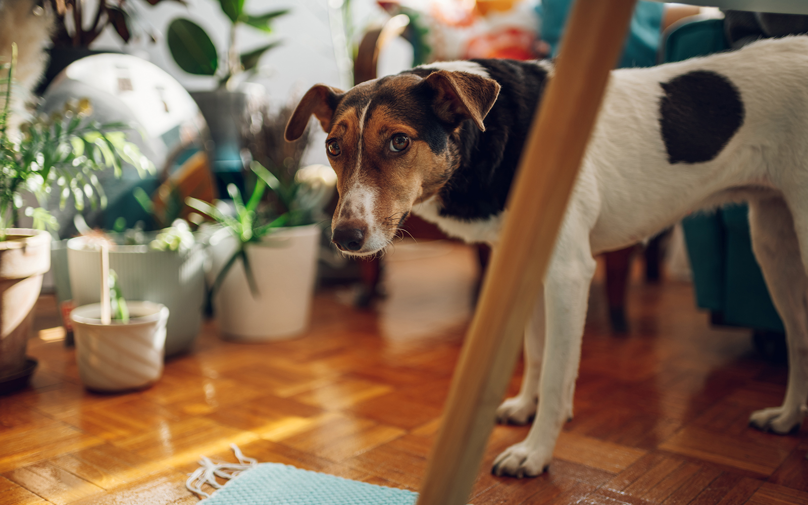 Happy dog on clean wooden floor