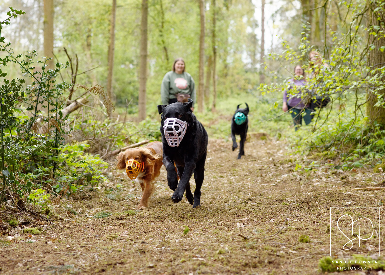 Happy dogs wearing muzzles by The Muzzle Movement running through a forest