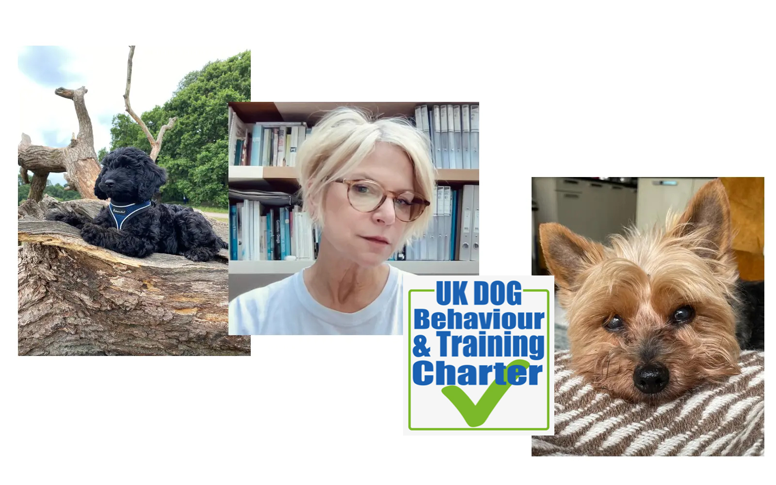 Jane Robinson Director of the UK Dog Behaviour and Training Charter