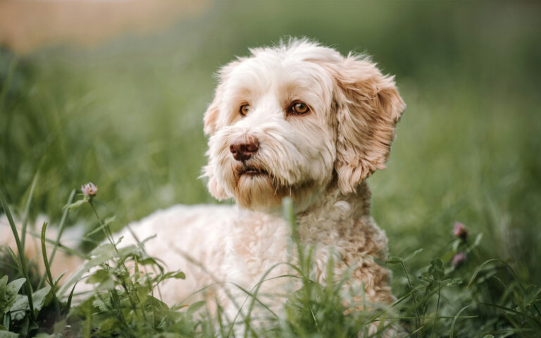 Royal Kennel Club Launches Breeding for Health Framework