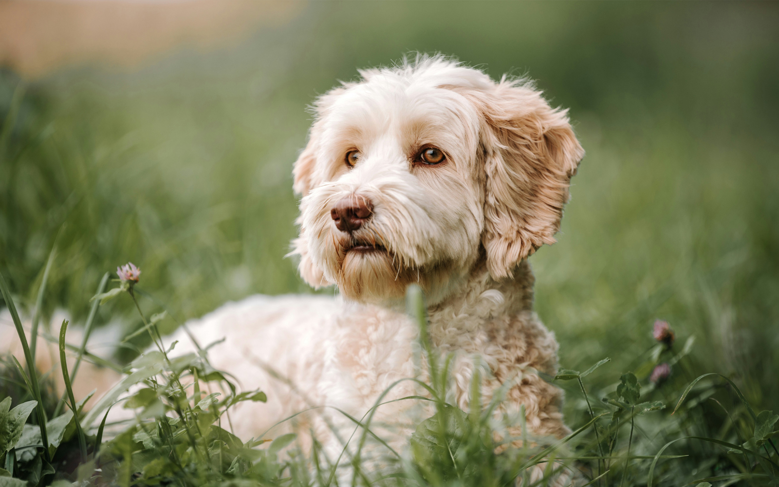 Royal Kennel Club Launches Breeding for Health Framework