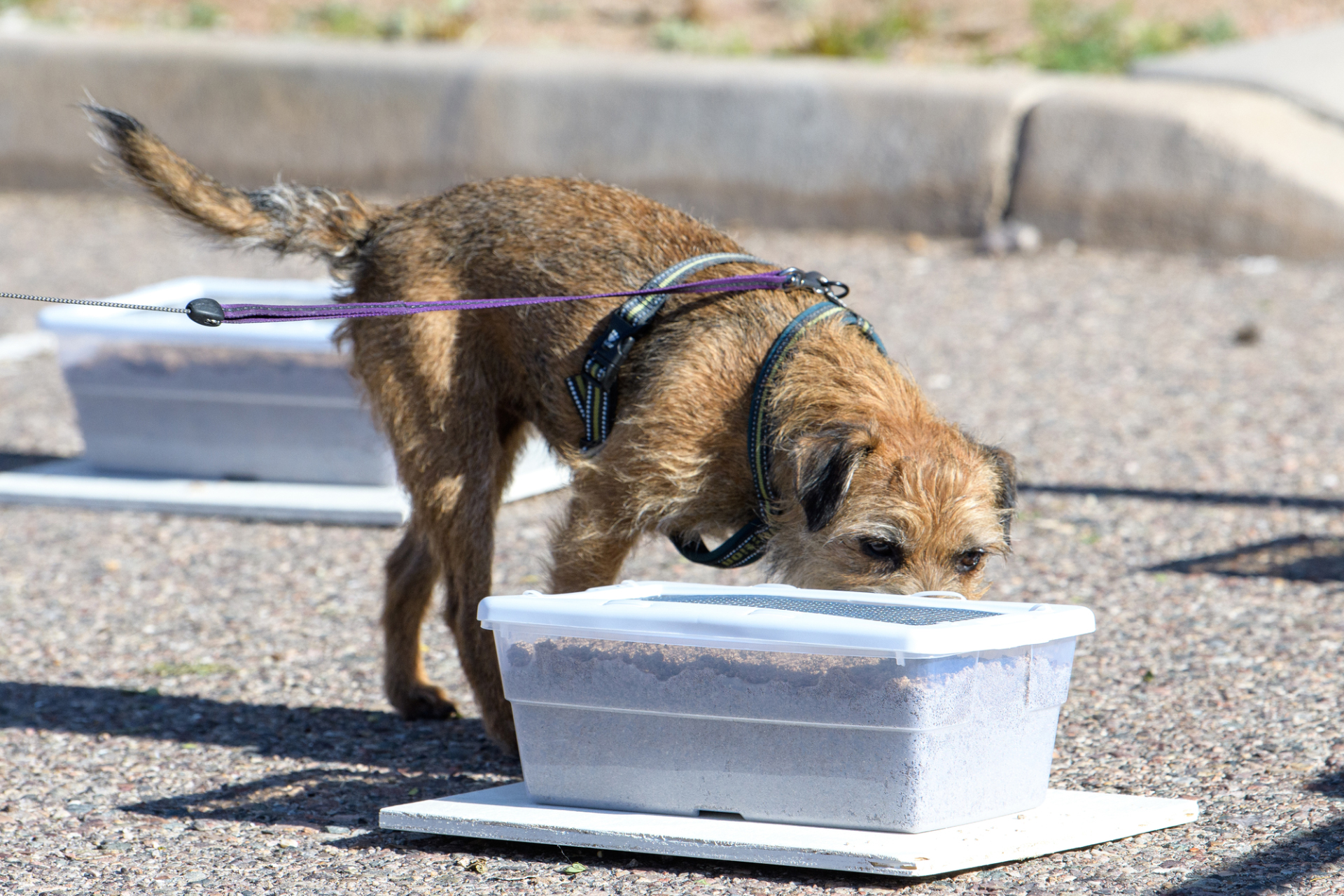 Canine Scent Work, Scent training for Dogs