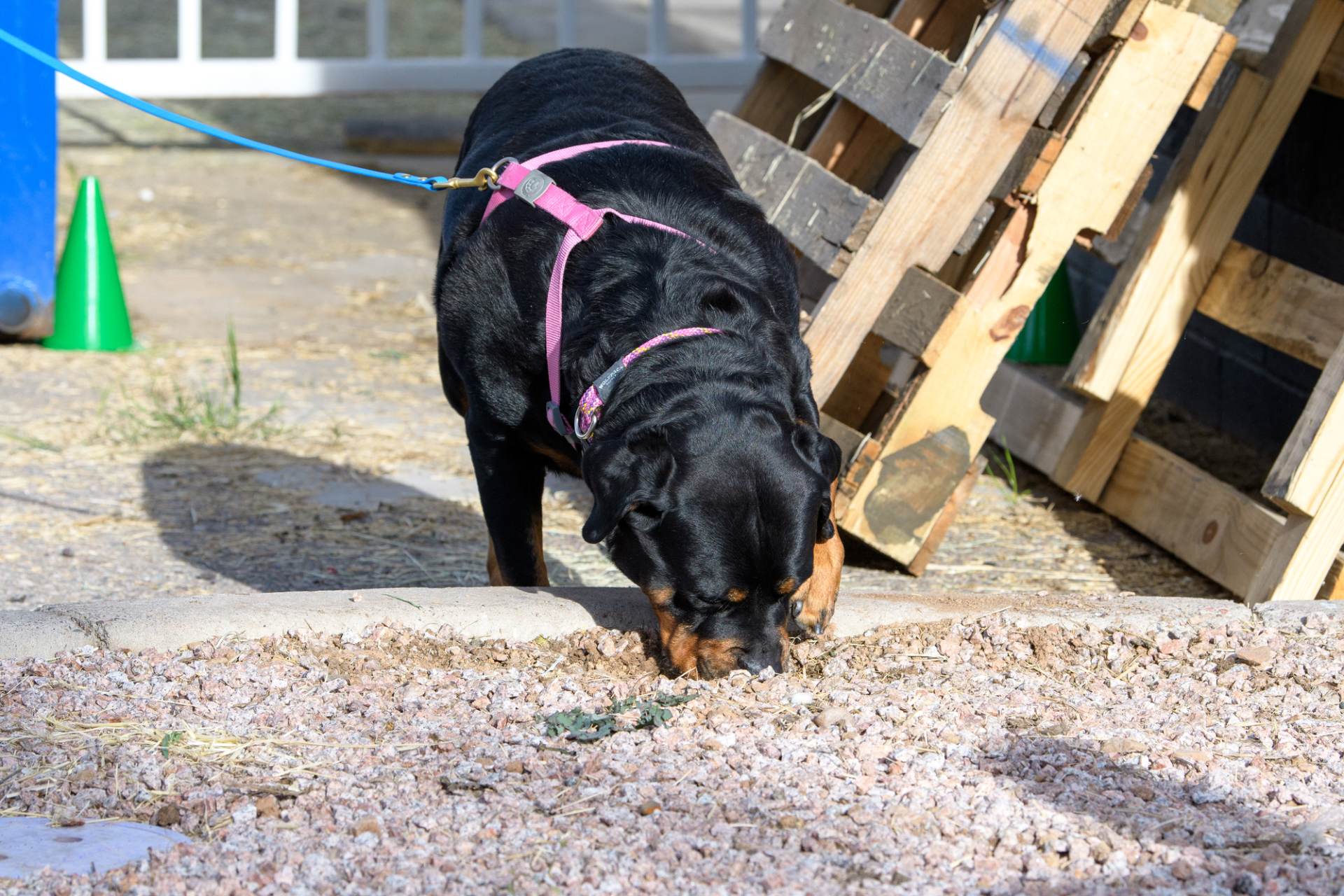 7 Nosework Games for Dogs: Stimulate Your Dog Through Scentwork!