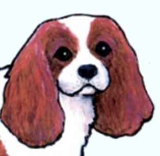 Cavalier King Charles Rescue