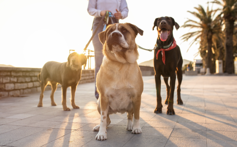 DEFRA reviewing dog walking rules following Natasha Johnston case