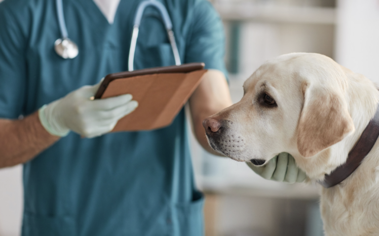 BVA updates dog neutering guidance in the UK