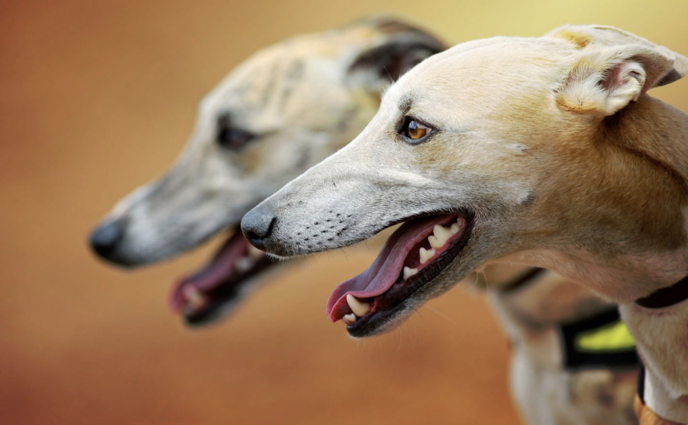 Wales votes for greyhound racing ban