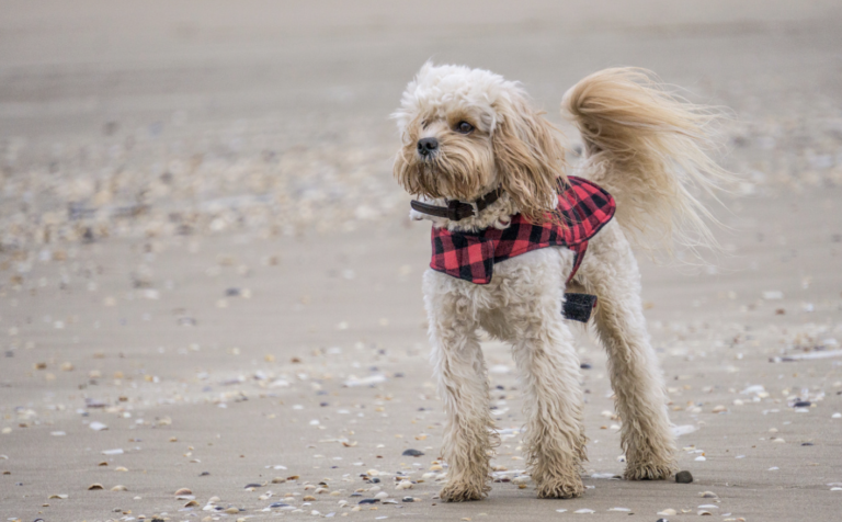 Vet study of cockerpoos
