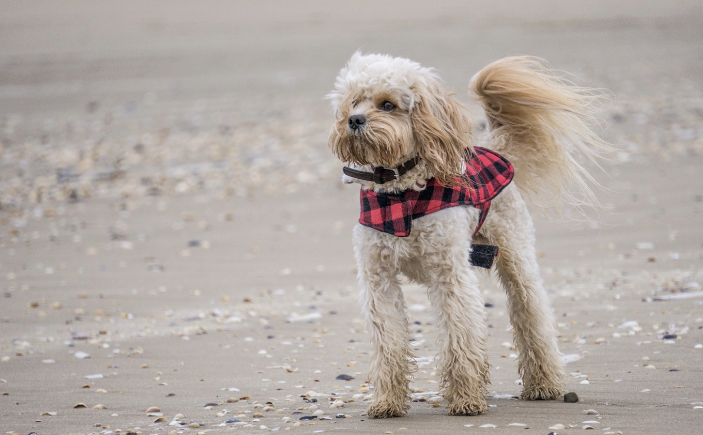 Vet study of cockerpoos