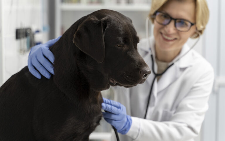 Tech meets Dog Welfare