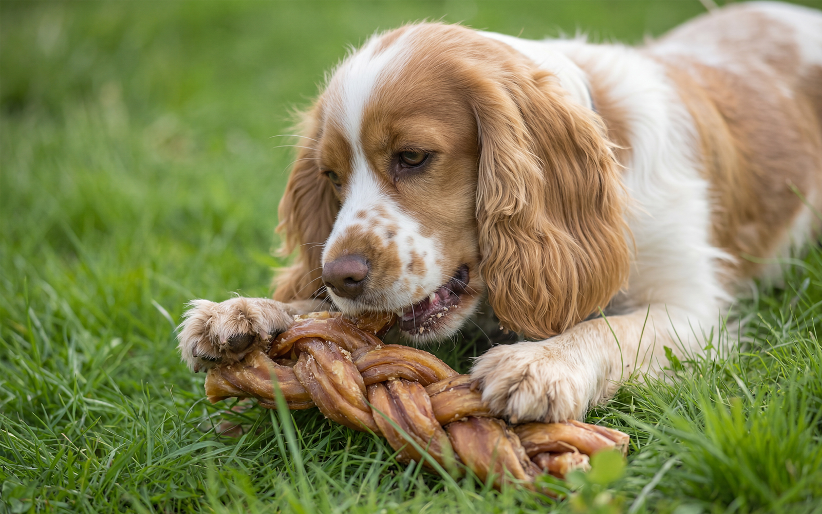 The 10 best natural dog chews (safe, long-lasting & single-ingredient options)