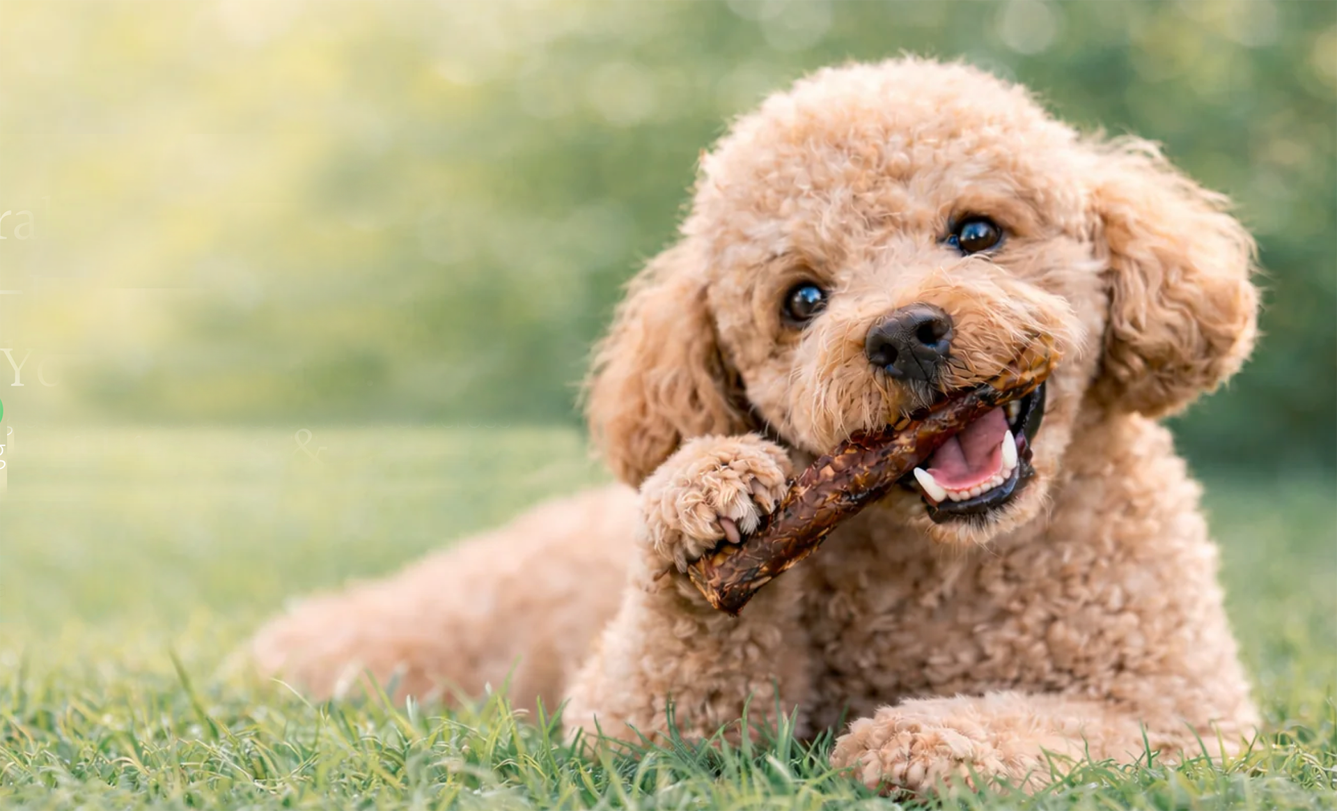 What makes a natural dog chew safe?