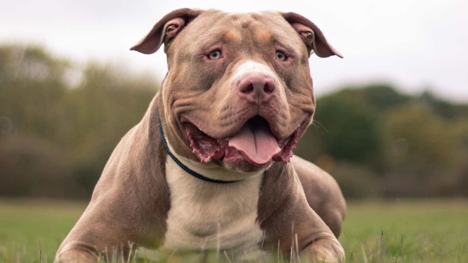 The American Bully XL and the problem with dog bans - Big Think