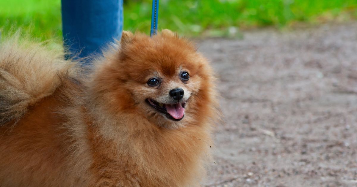 How to walk your dog in season safely Yappily