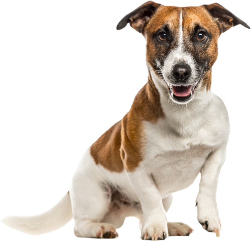 A brown and white dog sitting attentively with a joyful expression.